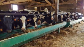 Ration sèche pour gagner du temps, refus des vaches pour se simplifier la tâche, herbe pâturée ou conservée pour un maximum d'autonomie : à chacun sa ration pour les génisses laitières. (©Terre-net Média) Ration sèche pour gagner du temps, refus des vaches pour se simplifier la tâche, herbe pâturée ou conservée pour un maximum d'autonomie : à chacun sa ration pour les génisses laitières. (©Terre-net Média)