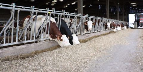 Vaches laitières à l'auge