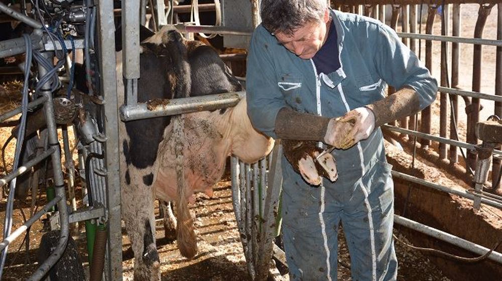 Lever les pieds de ses vaches régulièrement, pour un parage d'entretien notamment, est la première action à mettre en place contre les boiteries. (©Terre-net Média)