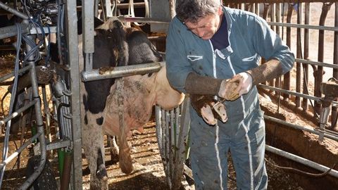 Lever les pieds de ses vaches régulièrement, pour un parage d'entretien notamment, est la première action à mettre en place contre les boiteries. (©Terre-net Média) Lever les pieds de ses vaches régulièrement, pour un parage d'entretien notamment, est la première action à mettre en place contre les boiteries. (©Terre-net Média)