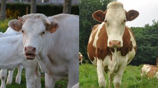 Comment rendre mon système de polyculture-élevage plus performant ? (©Terre-net Média) Comment rendre mon système de polyculture-élevage plus performant ? (©Terre-net Média)