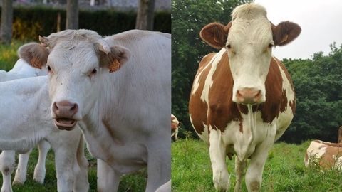 Comment rendre mon système de polyculture-élevage plus performant ? (©Terre-net Média) Comment rendre mon système de polyculture-élevage plus performant ? (©Terre-net Média)