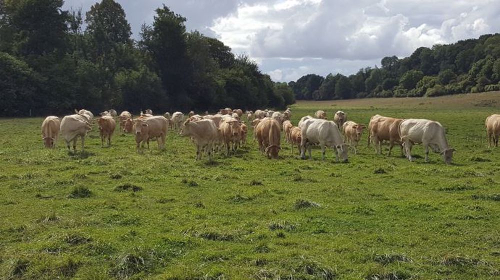 Alimentation, surveillance et soin aux animaux, mise à l'herbe, fauche et ensilage d'herbe... le travail des éleveurs allaitants reste le même, coronavirus ou pas ! (©Terre-net Média)