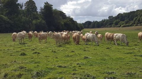 Alimentation, surveillance et soin aux animaux, mise à l'herbe, fauche et ensilage d'herbe... le travail des éleveurs allaitants reste le même, coronavirus ou pas ! (©Terre-net Média)