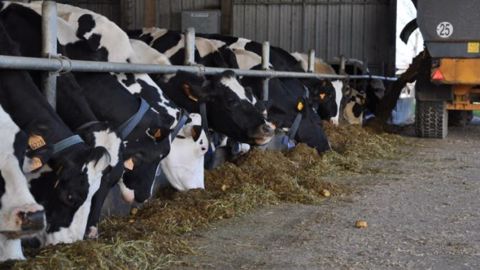 Des pommes de terre pour les vaches : oui mais pas n'importe comment