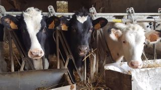 Beaucoup de facteurs influencent le coût d'élevage des génisses : la durée de la phase lactée, le type de ration et surtout l'âge au premier vêlage. (©Terre-net Média) Beaucoup de facteurs influencent le coût d'élevage des génisses : la durée de la phase lactée, le type de ration et surtout l'âge au premier vêlage. (©Terre-net Média)
