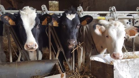 Beaucoup de facteurs influencent le coût d'élevage des génisses : la durée de la phase lactée, le type de ration et surtout l'âge au premier vêlage. (©Terre-net Média) Beaucoup de facteurs influencent le coût d'élevage des génisses : la durée de la phase lactée, le type de ration et surtout l'âge au premier vêlage. (©Terre-net Média)