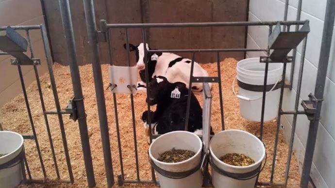 Le pair-housing : loger les veaux laitiers par deux pour plus de bien-être