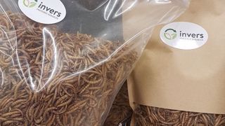 Des vers de farine pour nourrir les animaux autrement Des vers de farine pour nourrir les animaux autrement