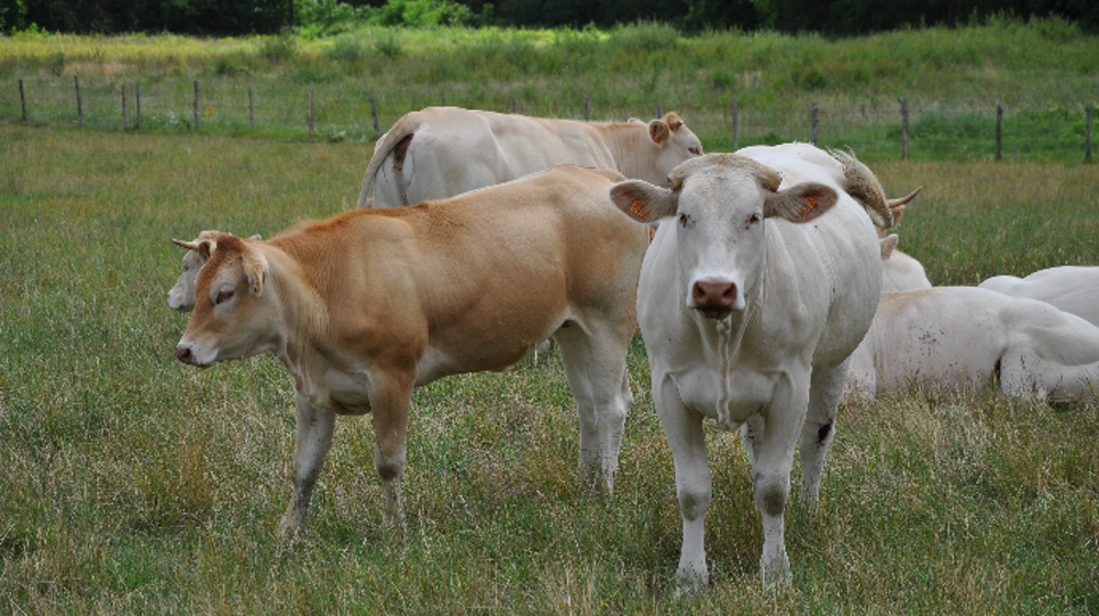 Le cheptel bovin était en recul de 1,8 % en avril, comparé à 2019. (©Terre-net Média)
