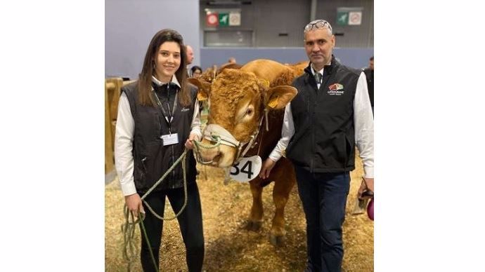 clara lasternas passionnee de concours vaches race limousine