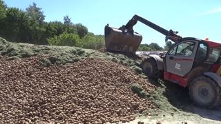 Ensilage d'herbe et pommes de terre dans un même silo : comment faire ? Ensilage d'herbe et pommes de terre dans un même silo : comment faire ?