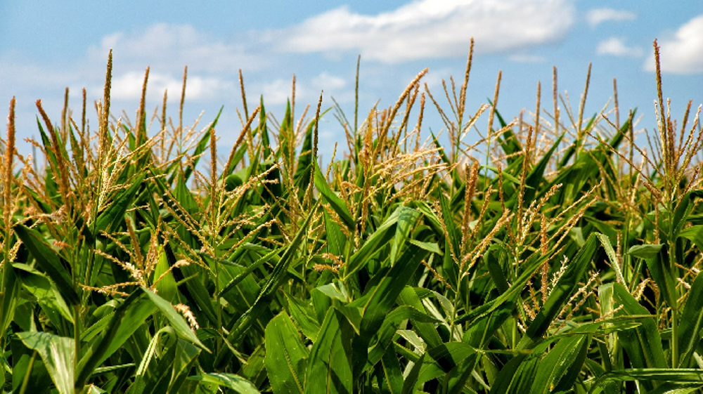 À 893 000 barils par jour, la production américaine d'éthanol est encore bien en dessous des 1 072 000 barils produits il y a un an, ce qui représente une baisse de 16 %. (©Pixabay)