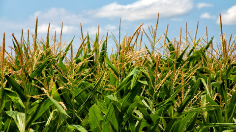 À 893 000 barils par jour, la production américaine d'éthanol est encore bien en dessous des 1 072 000 barils produits il y a un an, ce qui représente une baisse de 16 %. (©Pixabay)