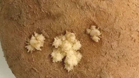 Il convient d’apporter un soin particulier aux conditions d’application de l'hydrazide maléique pour une efficacité optimale. (©Arvalis-Institut du végétal)