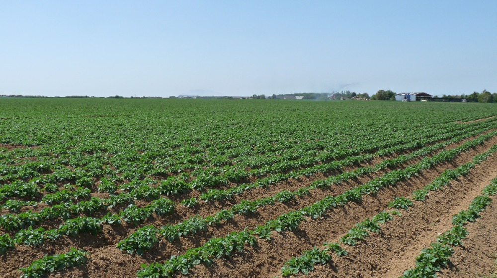 Au 1er juillet, les surfaces françaises de pommes de terre de consommation sont estimées en hausse de 1,4 % par rapport à 2019, soit à 154 900 ha. (©Terre-net Média)