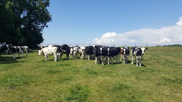 L'ombrage est essentiel en cas de fortes températures.  (©Terre-net Média)