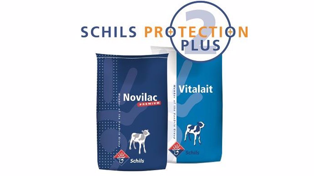 Avec ce nouvel aliment d'allaitement, Schils promet un meilleur développement du microbiote et un renforcement de la santé du veau. (©Schils)