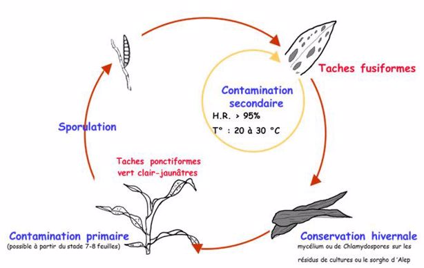 Cycle de l’helminthosporiose fusiforme (Exserohilum turcicum)