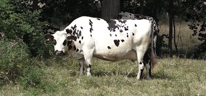 Vache laitière Normande Interprete