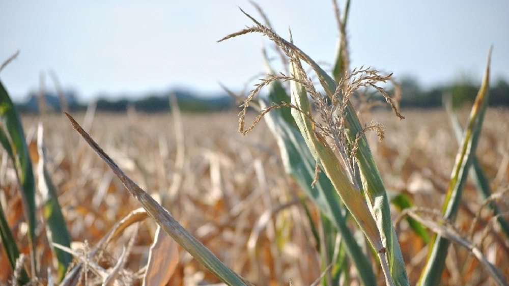 Les maïs non-irrigués ont souffert tout particulièrement de la canicule. (©Pixabay)