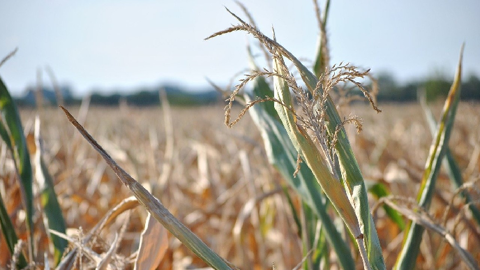 Les maïs non-irrigués ont souffert tout particulièrement de la canicule. (©Pixabay) Les maïs non-irrigués ont souffert tout particulièrement de la canicule. (©Pixabay)