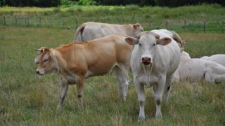 La crise économique s’approfondit de semaine en semaine, bousculant les marchés de la viande bovine. (©Terre-net Média) La crise économique s’approfondit de semaine en semaine, bousculant les marchés de la viande bovine. (©Terre-net Média)