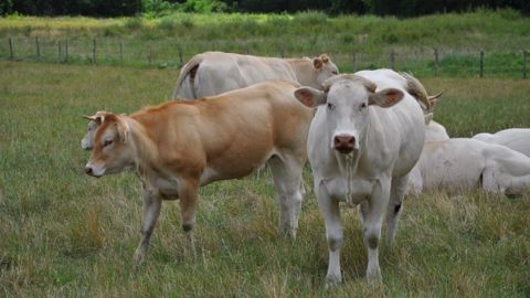 La crise économique s’approfondit de semaine en semaine, bousculant les marchés de la viande bovine. (©Terre-net Média) La crise économique s’approfondit de semaine en semaine, bousculant les marchés de la viande bovine. (©Terre-net Média)