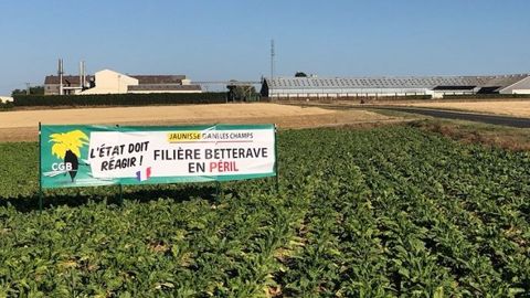 Dans le Gâtinais, une parcelle de betteraves atteinte de jaunisse virale. (©@CGB_IledeFrance) Dans le Gâtinais, une parcelle de betteraves atteinte de jaunisse virale. (©@CGB_IledeFrance)