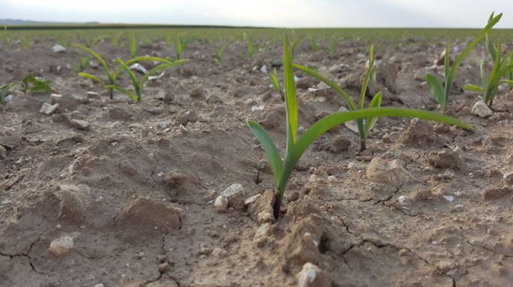 L'AGPM demande aussi des solutions pour lutter contre les mouches ou le taupin. (©Terre-net Média)