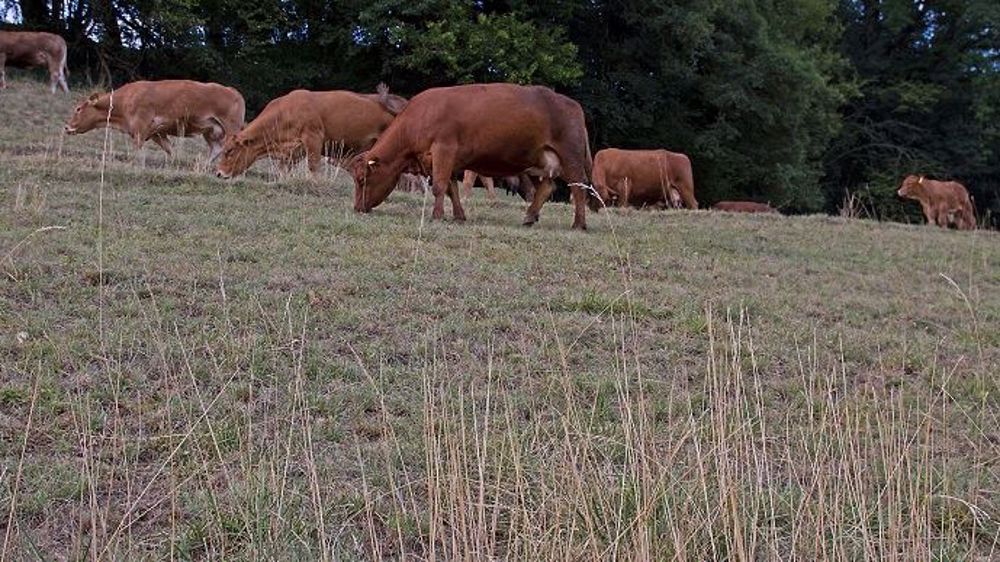 Dans de nombreux départements, les éleveurs sont autorisés à faucher les jachères. Le Gouvernement a aussi autorisé le décalage de la date limite de semis des surfaces d'intérêt écologique au 20 août pour bon nombre de départements. (©Terre-net Média)