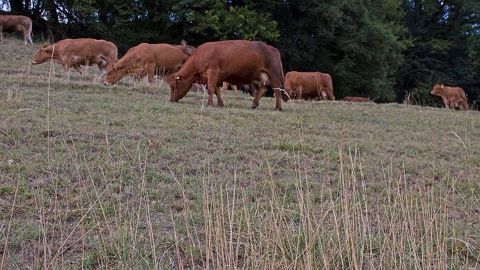 Dans de nombreux départements, les éleveurs sont autorisés à faucher les jachères. Le Gouvernement a aussi autorisé le décalage de la date limite de semis des surfaces d'intérêt écologique au 20 août pour bon nombre de départements. (©Terre-net Média) Dans de nombreux départements, les éleveurs sont autorisés à faucher les jachères. Le Gouvernement a aussi autorisé le décalage de la date limite de semis des surfaces d'intérêt écologique au 20 août pour bon nombre de départements. (©Terre-net Média)