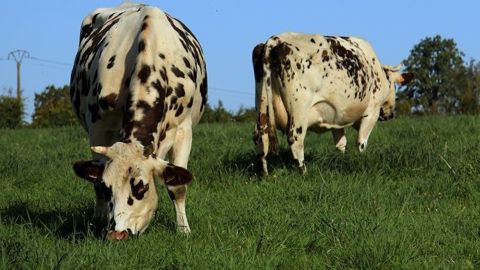 En 2019, le nombre de vaches conduites en bio a progressé, mais à un rythme qui se ralentit nettement par rapport aux années précédentes. (©Terre-net Média)