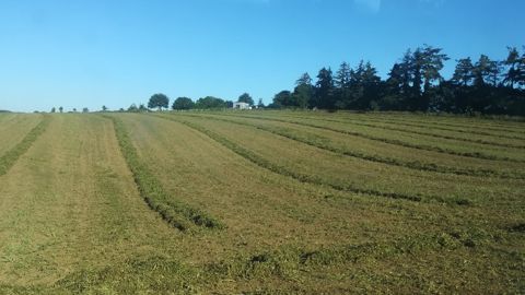 En foin ou enrubannées, les fanes de pois ont de la valeur En foin ou enrubannées, les fanes de pois ont de la valeur