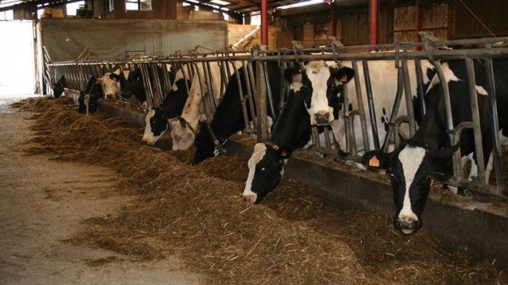 De nombreux éleveurs puisent actuellement dans leurs stocks pour alimenter leur troupeau faute d'herbe. (©Terre-net Média)