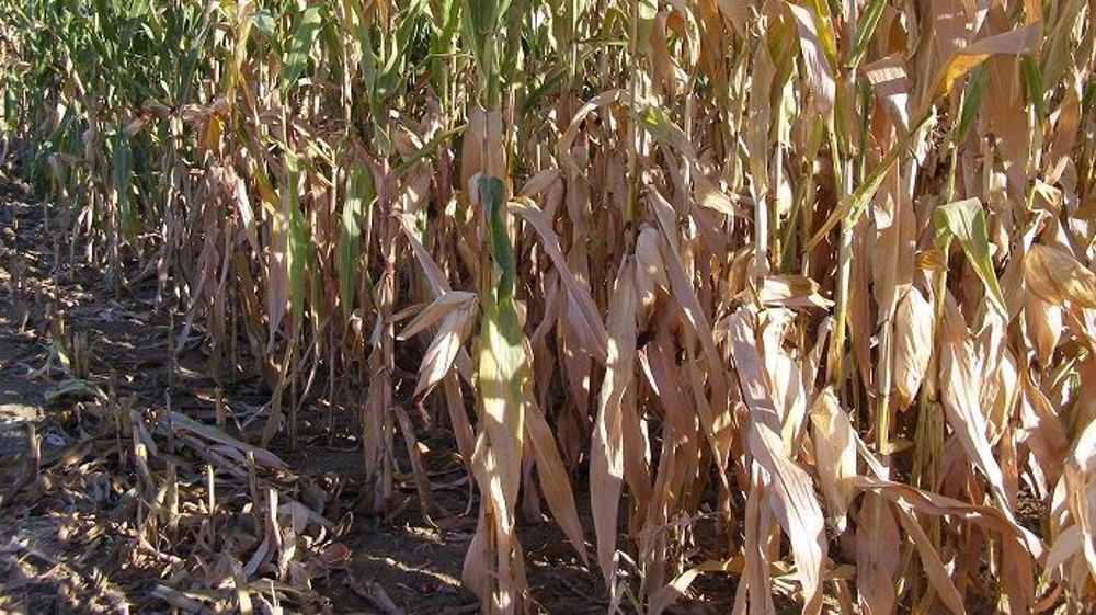 Au 21 août 2020, 62 % des maïs sont dans un état "bon à très bon" selon FranceAgriMer, soit 2 % de moins que la moyenne quinquennale. (©Terre-net Média)