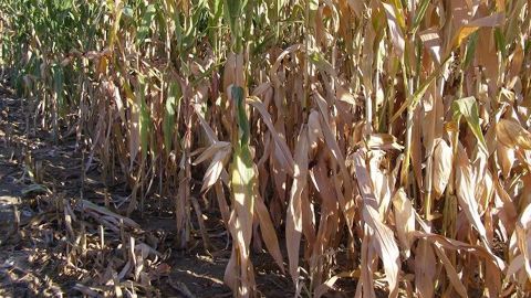 Au 21 août 2020, 62 % des maïs sont dans un état "bon à très bon" selon FranceAgriMer, soit 2 % de moins que la moyenne quinquennale. (©Terre-net Média)