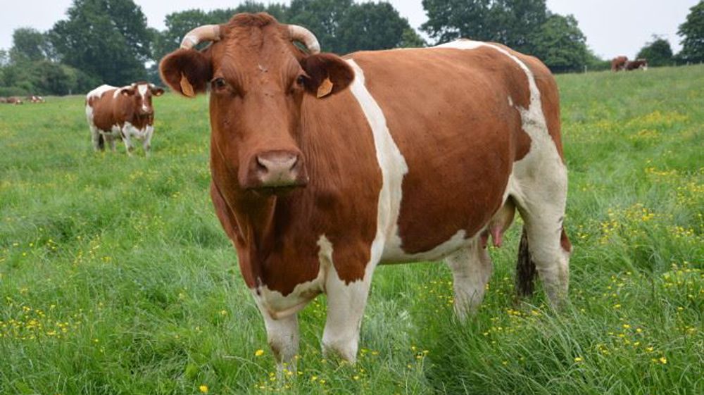 L'élevage français, un modèle vertueux. (©Terre-net Média)