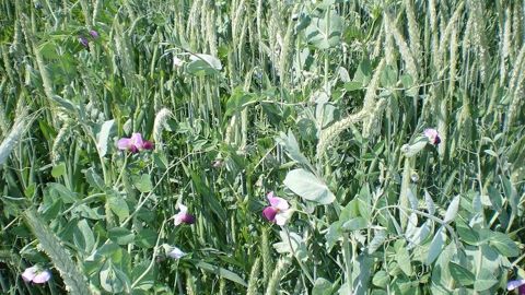 Peut-on remplacer tout ou partie du maïs fourrage par les méteils dans la ration des vaches laitières ? Oui mais attention aux coûts ! (©BTPL) Peut-on remplacer tout ou partie du maïs fourrage par les méteils dans la ration des vaches laitières ? Oui mais attention aux coûts ! (©BTPL)