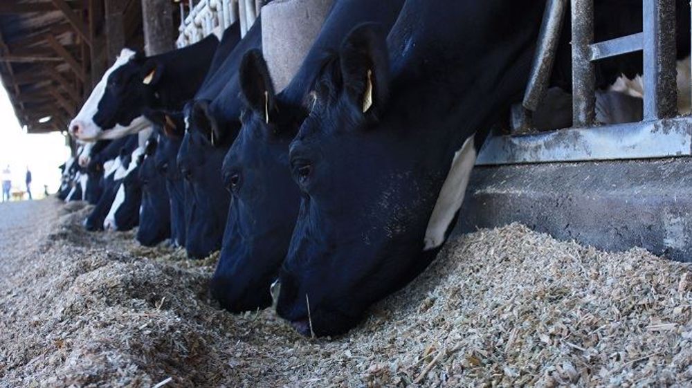 Les essais le prouvent : l'ensilage brins longs ne présente pas d'effet par rapport aux brins courts sur les performances laitières. En revanche, l'éclatement du grain plus important a un intérêt pour la dégradabilité de l'amidon. (©Terre-net Média) Les essais le prouvent : l'ensilage brins longs ne présente pas d'effet par rapport aux brins courts sur les performances laitières. En revanche, l'éclatement du grain plus important a un intérêt pour la dégradabilité de l'amidon. (©Terre-net Média)