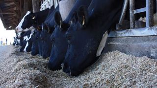 Les essais le prouvent : l'ensilage brins longs ne présente pas d'effet par rapport aux brins courts sur les performances laitières. En revanche, l'éclatement du grain plus important a un intérêt pour la dégradabilité de l'amidon. (©Terre-net Média) Les essais le prouvent : l'ensilage brins longs ne présente pas d'effet par rapport aux brins courts sur les performances laitières. En revanche, l'éclatement du grain plus important a un intérêt pour la dégradabilité de l'amidon. (©Terre-net Média)