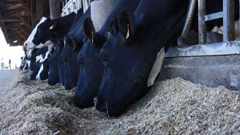 Les essais le prouvent : l'ensilage brins longs ne présente pas d'effet par rapport aux brins courts sur les performances laitières. En revanche, l'éclatement du grain plus important a un intérêt pour la dégradabilité de l'amidon. (©Terre-net Média) Les essais le prouvent : l'ensilage brins longs ne présente pas d'effet par rapport aux brins courts sur les performances laitières. En revanche, l'éclatement du grain plus important a un intérêt pour la dégradabilité de l'amidon. (©Terre-net Média)
