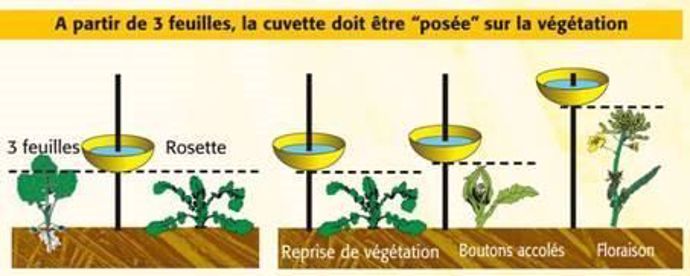 Cuvette sur végétation