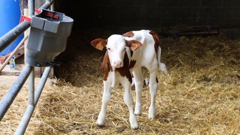 Si elles font moins de lait en 1ère lactation, les génisses ayant vêlé de façon précoce rattraperont vite leur retard et feront même une meilleure carrière (plus de lait par jour de vie).