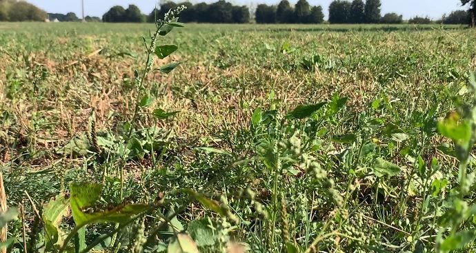 Prairie de fauche de 18 mois intégrée à la rotation avant maïs
