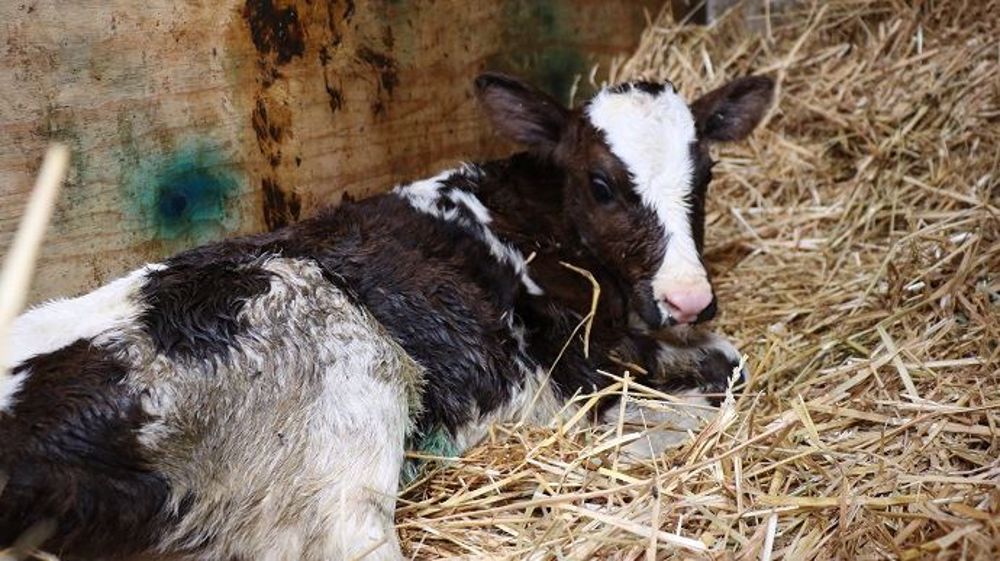 Face aux prix des veaux mâles : faut-il engraisser davantage ?