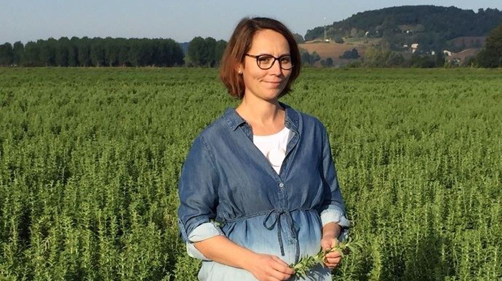 Aurélie Barada, devant sa parcelle de stévia bio. Parmi les variétés utilisées : Larrerre, FP, Leack et Septo 5 pour répartir les risques. (©Terre-net Média)