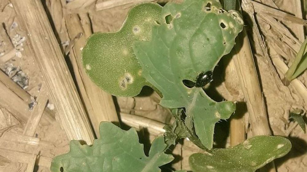 Plusieurs captures de grosses altises sont signalées sur colza. (©Gilles Lievens/Twitter)