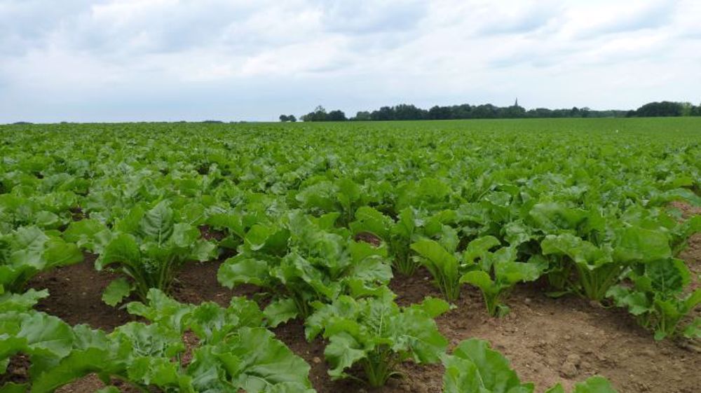 Les professionnels s'engagent sur la réduction de 25 % de l'utilisation des néonicotinoïdes en enrobage de semence. (©Terre-net Média)
