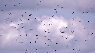Comment limiter les nuisances des oiseaux en élevage ? Comment limiter les nuisances des oiseaux en élevage ?